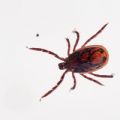Rhipicephalus sanguineus (cfr.)